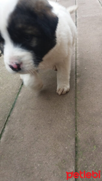 St. Bernard (Saint Bernard), Köpek  köpük fotoğrafı