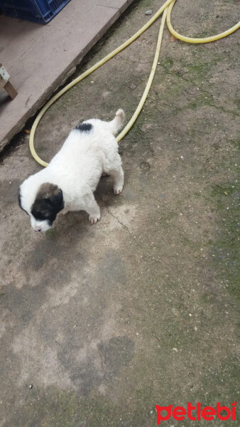 St. Bernard (Saint Bernard), Köpek  köpük fotoğrafı