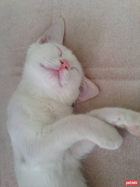 Ankara Kedisi, Kedi  Mira fotoğrafı