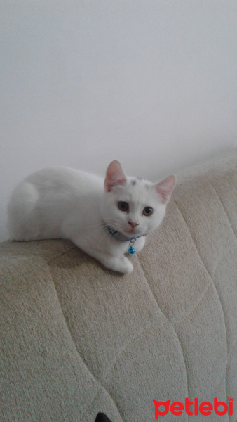 British Shorthair, Kedi  Kar fotoğrafı