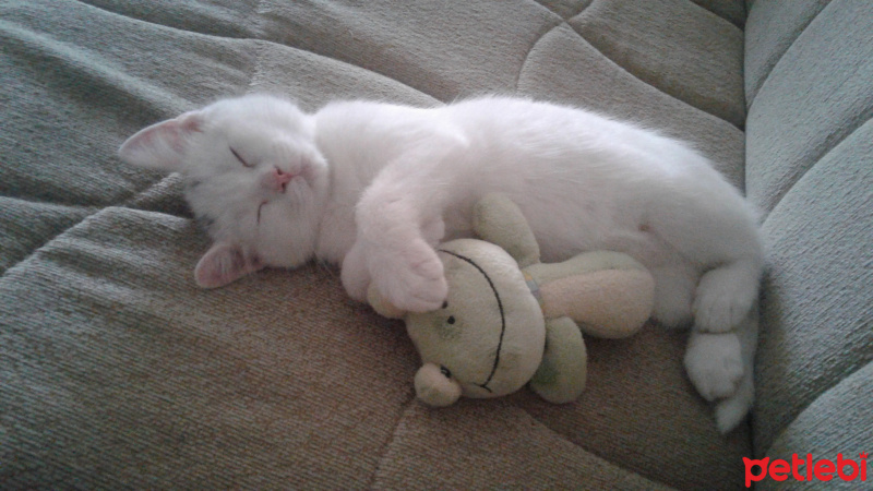 British Shorthair, Kedi  Kar fotoğrafı