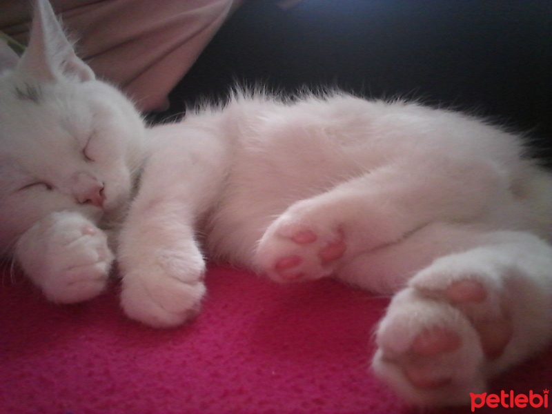 British Shorthair, Kedi  Kar fotoğrafı