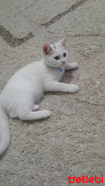 British Shorthair, Kedi  Kar fotoğrafı
