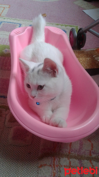 British Shorthair, Kedi  Kar fotoğrafı