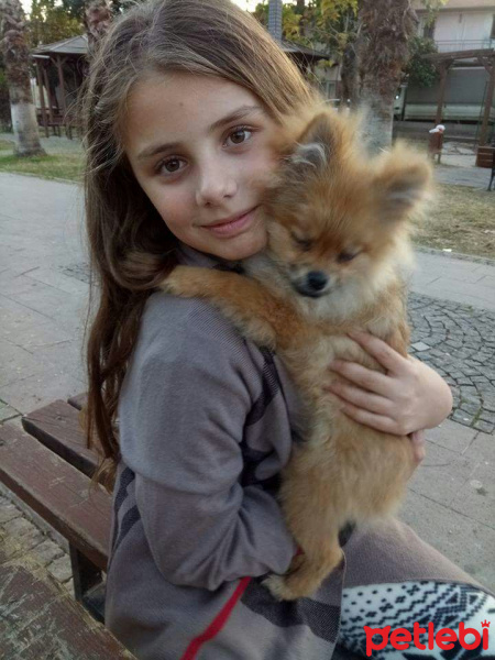 Pomeranyalı, Köpek  Bella BAMBİNA fotoğrafı