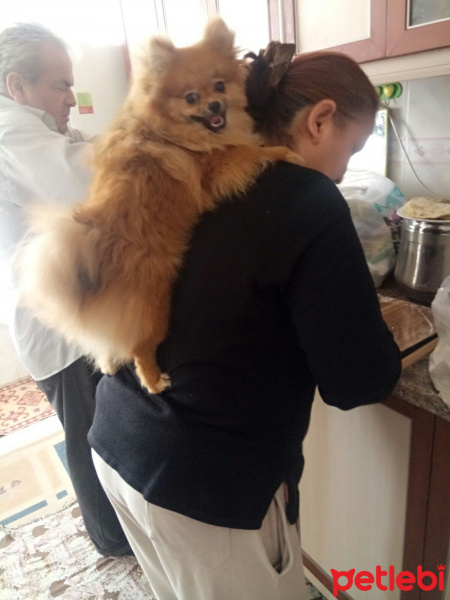 Pomeranyalı, Köpek  Bella BAMBİNA fotoğrafı