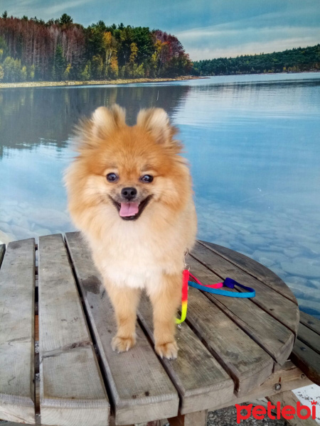 Pomeranyalı, Köpek  Bella BAMBİNA fotoğrafı