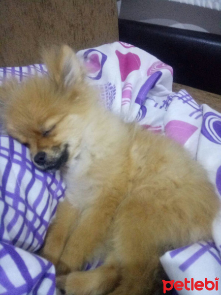 Pomeranyalı, Köpek  Bella BAMBİNA fotoğrafı