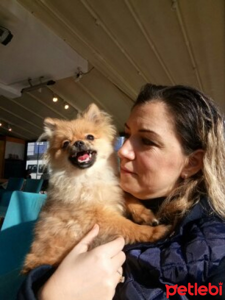 Pomeranyalı, Köpek  Bella BAMBİNA fotoğrafı