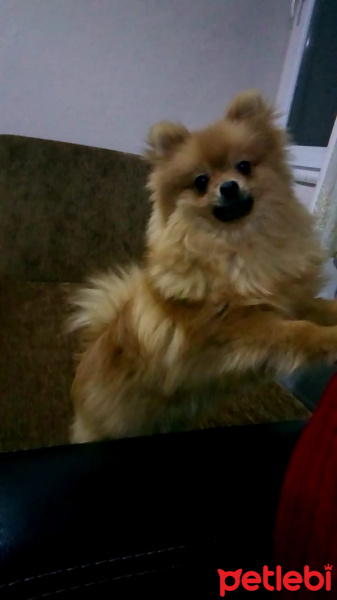 Pomeranyalı, Köpek  Bella BAMBİNA fotoğrafı