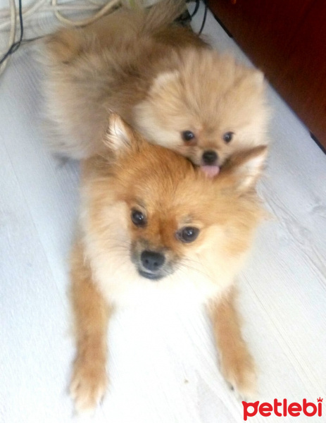 Pomeranyalı, Köpek  Bella BAMBİNA fotoğrafı