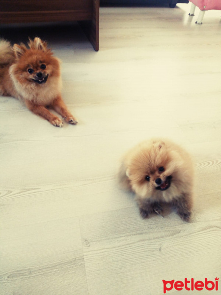 Pomeranyalı, Köpek  Bella BAMBİNA fotoğrafı