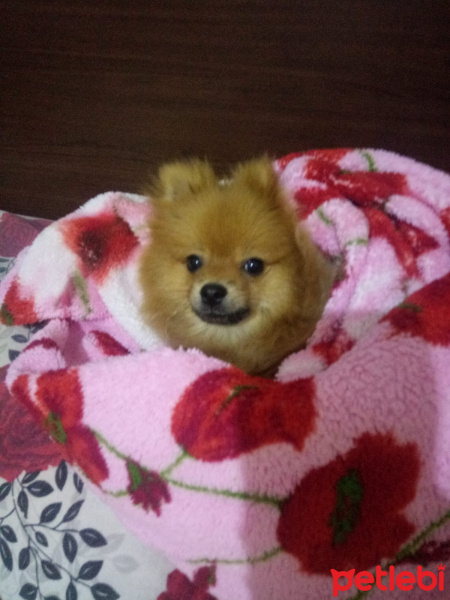 Pomeranyalı, Köpek  Bella BAMBİNA fotoğrafı