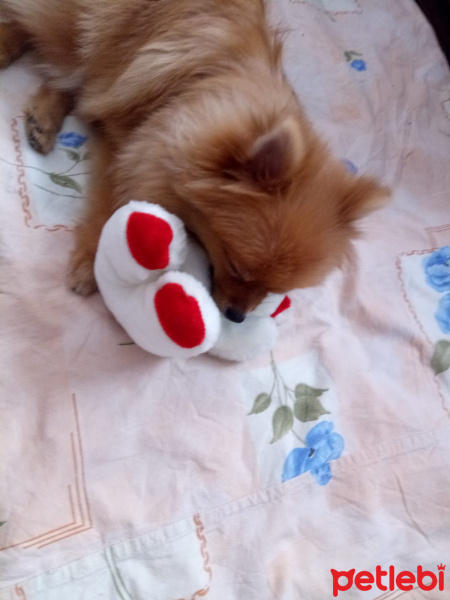 Pomeranyalı, Köpek  Bella BAMBİNA fotoğrafı