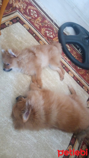 Pomeranyalı, Köpek  Bella BAMBİNA fotoğrafı