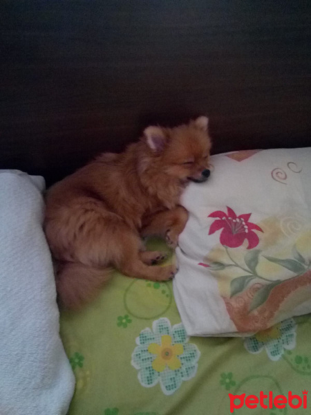 Pomeranyalı, Köpek  Bella BAMBİNA fotoğrafı