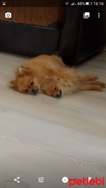 Pomeranyalı, Köpek  Bella BAMBİNA fotoğrafı