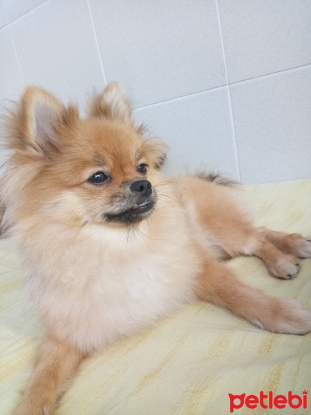 Pomeranyalı, Köpek  Bella BAMBİNA fotoğrafı