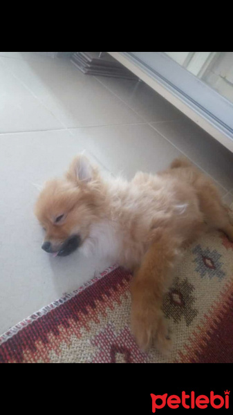 Pomeranyalı, Köpek  Bella BAMBİNA fotoğrafı