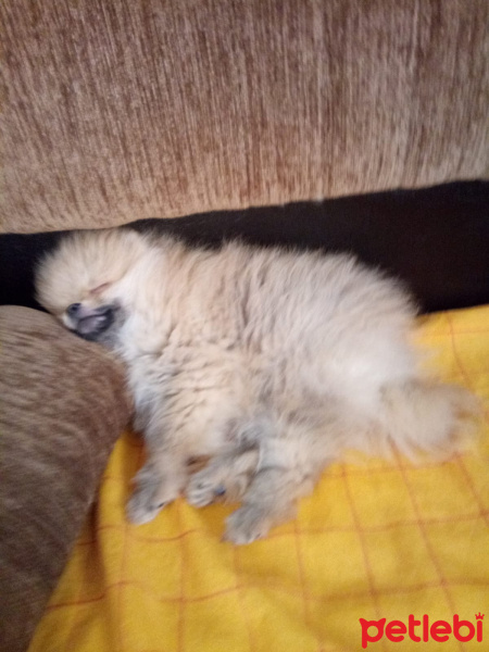 Pomeranyalı, Köpek  Bella BAMBİNA fotoğrafı