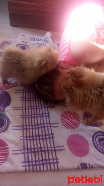 Pomeranyalı, Köpek  Bella BAMBİNA fotoğrafı