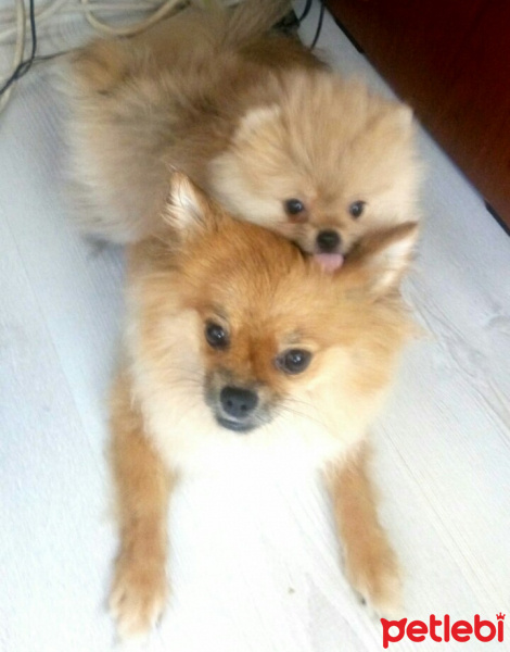 Pomeranyalı, Köpek  Bella BAMBİNA fotoğrafı