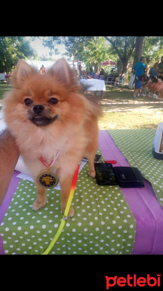 Pomeranyalı, Köpek  Bella BAMBİNA fotoğrafı