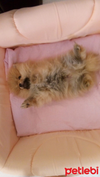 Pomeranyalı, Köpek  Bella BAMBİNA fotoğrafı