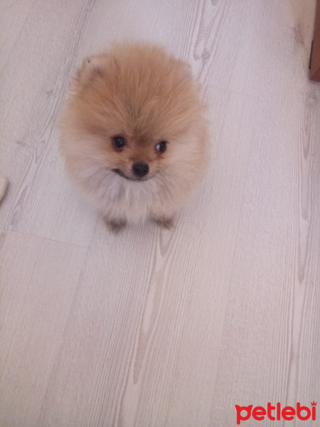 Pomeranyalı, Köpek  Bella BAMBİNA fotoğrafı
