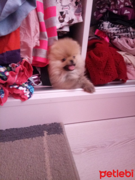 Pomeranyalı, Köpek  Bella BAMBİNA fotoğrafı