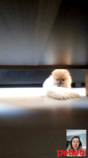 Pomeranyalı, Köpek  Bella BAMBİNA fotoğrafı