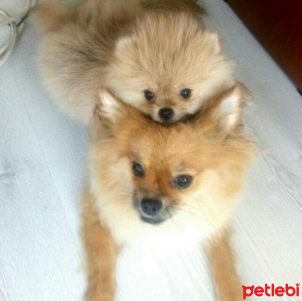 Pomeranyalı, Köpek  Bella BAMBİNA fotoğrafı