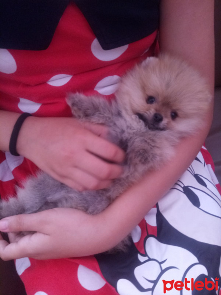 Pomeranyalı, Köpek  Bella BAMBİNA fotoğrafı