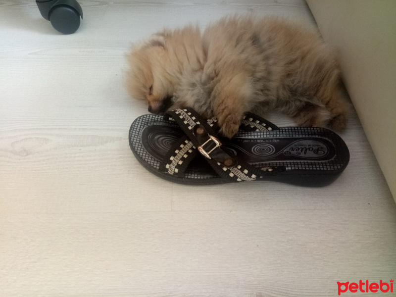 Pomeranyalı, Köpek  Bella BAMBİNA fotoğrafı