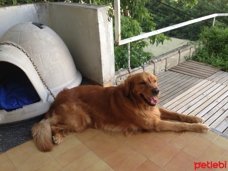 Golden Retriever, Köpek  goldie fotoğrafı