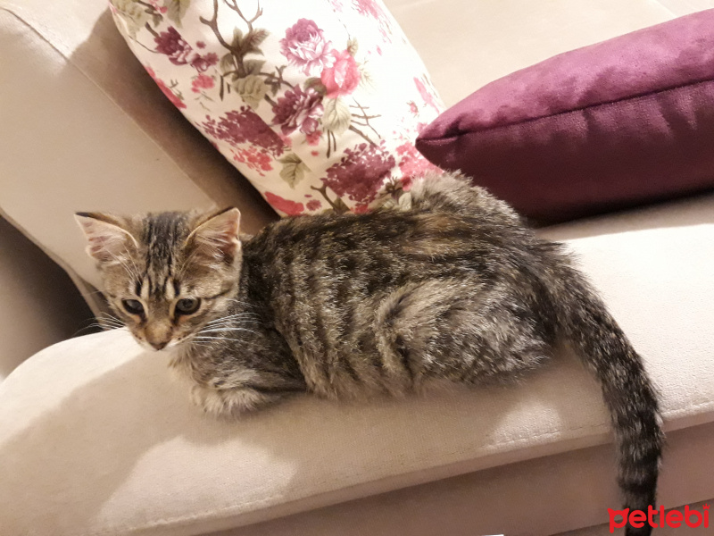 Tekir Kedi, Kedi  topak fotoğrafı