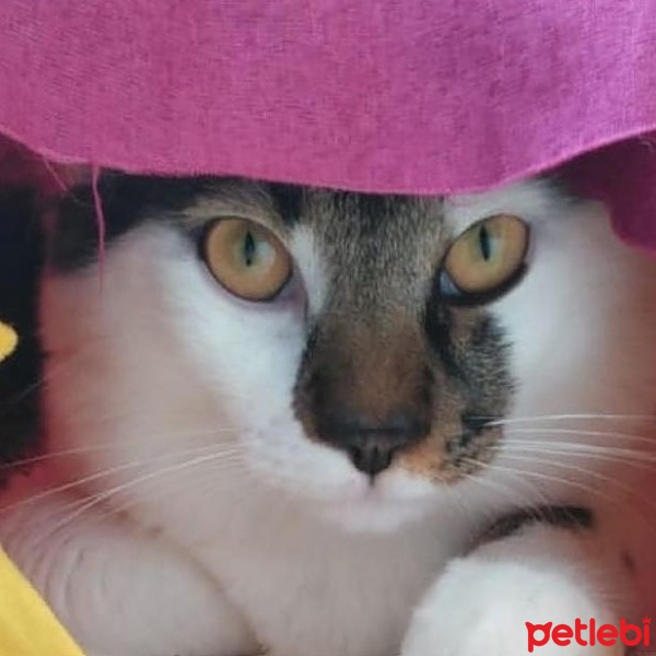 Tekir Kedi, Kedi  Mozart fotoğrafı