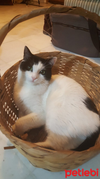 Tuxedo (Smokin) Kedi, Kedi  Bonus fotoğrafı