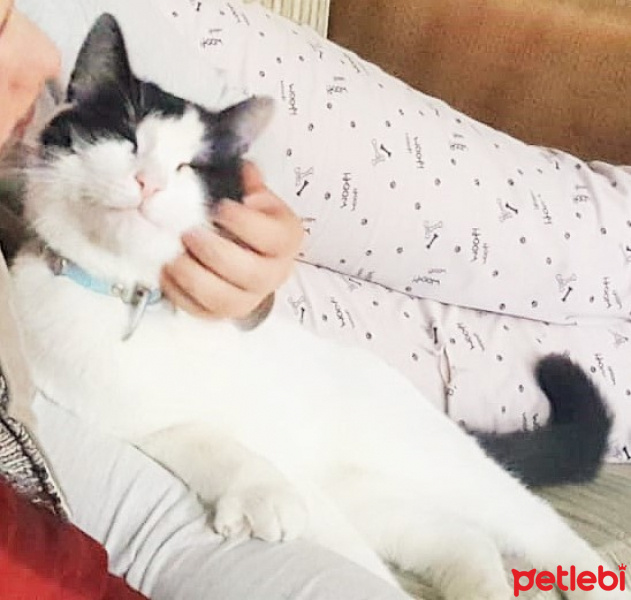 Tuxedo (Smokin) Kedi, Kedi  Bonus fotoğrafı