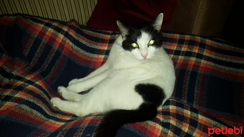 Tuxedo (Smokin) Kedi, Kedi  Bonus fotoğrafı