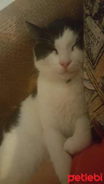 Tuxedo (Smokin) Kedi, Kedi  Bonus fotoğrafı