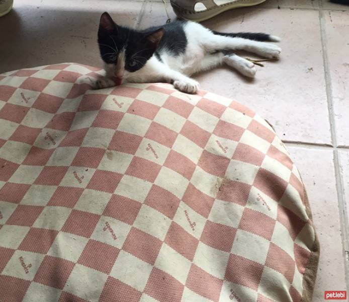 Siyam Kedisi, Kedi  Milka fotoğrafı