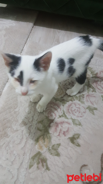 York Chocolate, Kedi  Pamuk sıcak bir yuva istiyor fotoğrafı