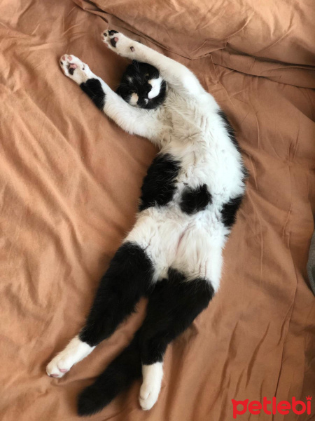 Tuxedo (Smokin) Kedi, Kedi  Shorty fotoğrafı