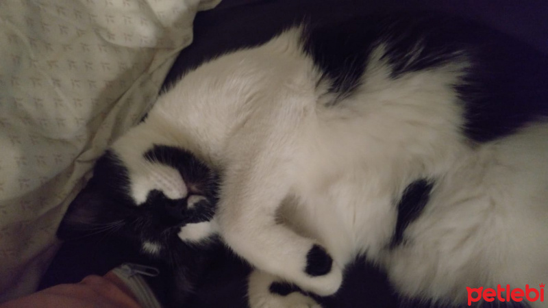 Tuxedo (Smokin) Kedi, Kedi  Shorty fotoğrafı