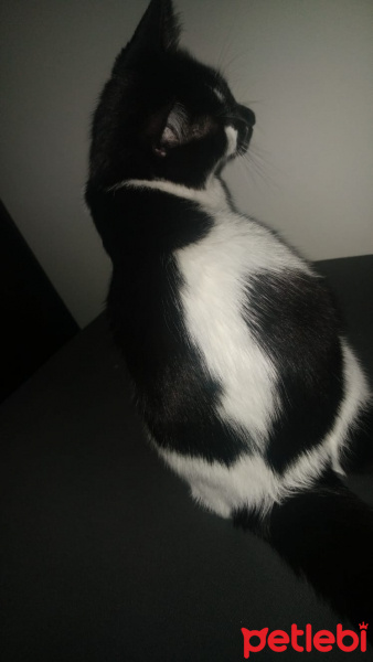 Tuxedo (Smokin) Kedi, Kedi  Shorty fotoğrafı