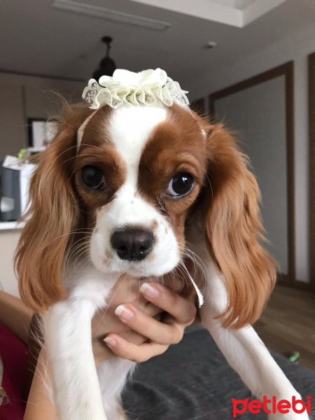 Cavalier King Charles Spanieli, Köpek  Mia fotoğrafı