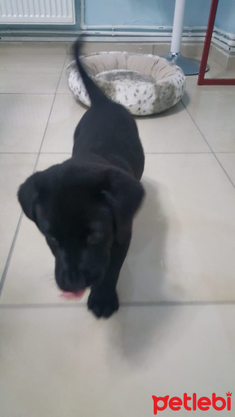 Labrador Retriever, Köpek  Şiraz fotoğrafı