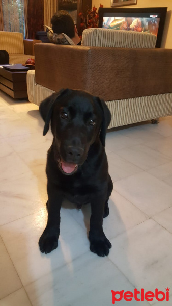 Labrador Retriever, Köpek  Şiraz fotoğrafı