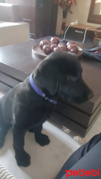 Labrador Retriever, Köpek  Şiraz fotoğrafı